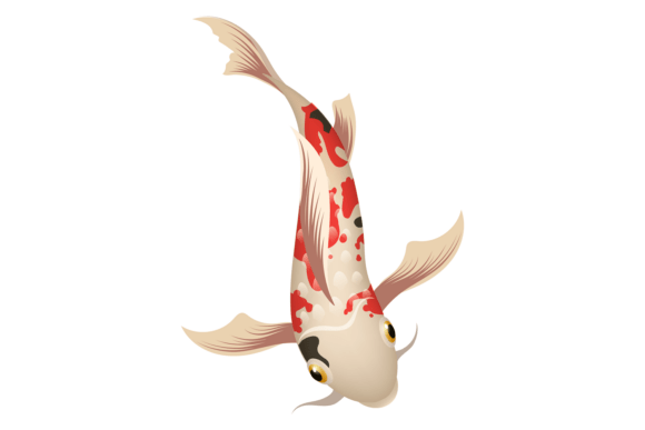 Aquarium Koi Illustration Graphics for Commercial Design Projects